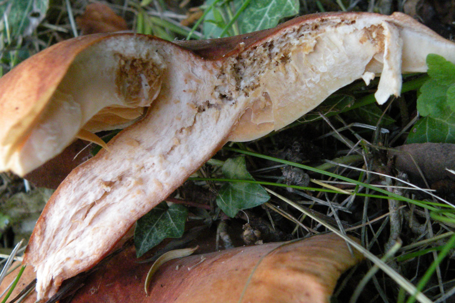 Due funghi dalla collina reggiana